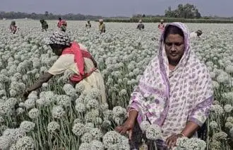 ক্ষেত পরিচর্যায় ব্যস্ত সময় পার করছেন কৃষাণ-কৃষাণিরা