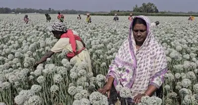 ক্ষেত পরিচর্যায় ব্যস্ত সময় পার করছেন কৃষাণ-কৃষাণিরা