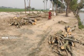বিরল থানা মুক্তিযোদ্ধা হাঁস-মুরগি ও পশুপালন খামার সমবায় সমিতির নেতাদের নির্দেশে গাছগুলো কাটা হয়