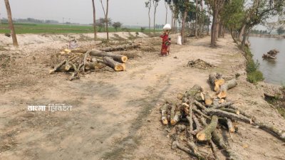 বিরল থানা মুক্তিযোদ্ধা হাঁস-মুরগি ও পশুপালন খামার সমবায় সমিতির নেতাদের নির্দেশে গাছগুলো কাটা হয়